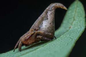 「不要史萊哲林！」印度發現超像「分類帽」的新蜘蛛品種，取名叫做「葛萊芬多蜘蛛」！