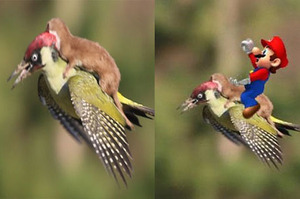 啄木鳥載著鼬鼠「兜風」的照片真的太逗趣，於是一場修圖大戰就開始啦XD