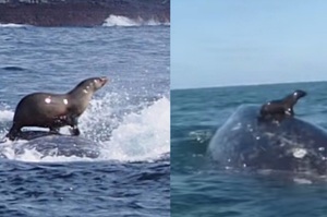 才想說海獅怎麼會漂在海上，接著鯨魚就載牠飛起來惹....網友笑噴：「這海獅應該閃尿了！」（影片）