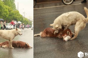 已哭慘！狗狗被車撞死街頭，同伴嗚咽哭泣用爪子輕戳不肯離去...