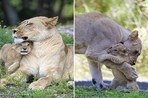 讓人感動又淚崩的照片！動物園內母獅辭世前幾天與最愛的孩子相擁抱，沒想到就從此醒不來了
