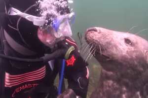潛水時，海豹突然游過來拜託我事情...牠的請求讓大家笑炸！（影片）