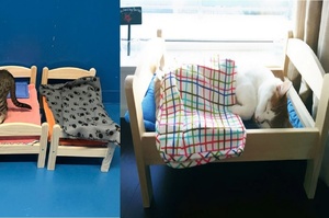 宜家捐贈「洋娃娃床」給收容所的貓咪們，牠們在上面安心休憩的樣子真的是超可愛！