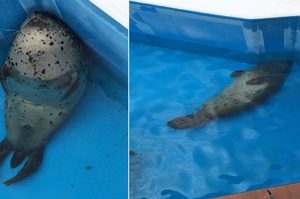 「救命！有海豹溺水了！」日本動物園海豹靠牆打瞌睡睡到翻過去，漂在水面還以為溺死惹～