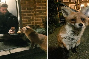「親愛的你回來了！」英國野生狐狸每晚都到男子家門口蹲點，迎接他回家跟他討摸摸和吃吃～