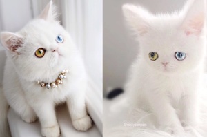 絕美小貓擁有「異色寶石」雙眼，牠那宛如宇宙般的雙眸....真的讓看的人完全癡迷！（圖+影片）