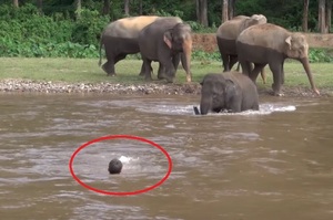 湍急的河流中有名男子就快要滅頂，這頭小象竟然不顧危險的衝下水搶救...貼心又勇敢的表現真的很讓人感動！