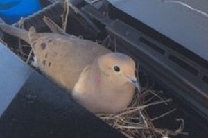 一台警車上面有隻鴿子正在築巢準備孵蛋，超暖警察發現後的做法...真的讓人感到超窩心！！