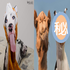 狗界「模」王再出擊！地表最強表情帝這次要挑戰扮駱駝~(￣▽￣)~*(評審跳燈中：1個~2個~3個燈!!!)　 