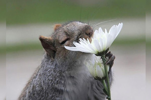「哇！真的香噴噴的耶~~~」這9組動物聞到花香時的表情...每一張都超級療癒人心的！！