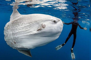 「潛水潛到一半，一隻曼波魚跑來跟我索吻」這8組與海洋動物超近距離的照片...看完真的好想跟牠們一起游泳呀！