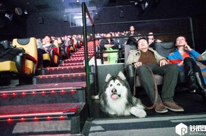 10歲老雪橇犬愛看電視，卻因為生病即將失明⋯霸氣主人包場電影院，超大螢幕讓愛犬看個夠！