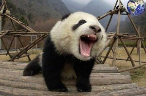 熊貓不發威，你當我只會吃竹子？大家以為熊貓只會吃跟睡，在萌萌外表其實隱藏著連獵豹都害怕的超強實力！