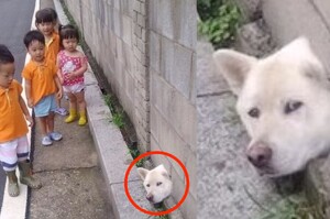 「大家看喔～有柴犬卡住!!!!」 這些不知道到底怎麼卡住的柴犬....每一隻都讓人完全笑噴！！