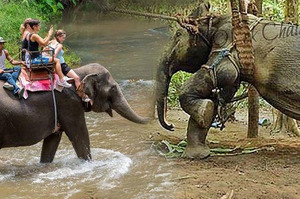 當你悠閒騎著大象拍照，卻不知背後竟藏著如此血淋淋的事實.....