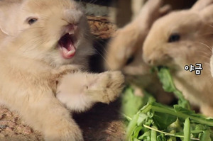 「我也要吃！阿～」菜市場裡突然多了6隻兔寶寶搶菜吃，原因竟然是.....真的讓人忍不住噴笑啦！（影片）