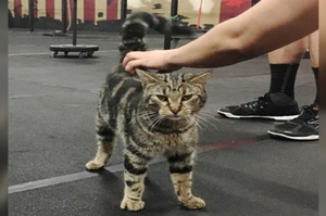 「再一下！你可以的！」流浪貓遊蕩進健身房提供「幫助」，從此成為首席健身激勵員！