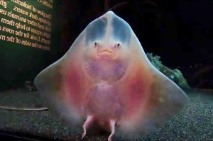 超可愛的透明外星生物，竟然是剛出生的小魟魚寶寶！？每個表情都把網友萌到眼睛愛心狂噴！！