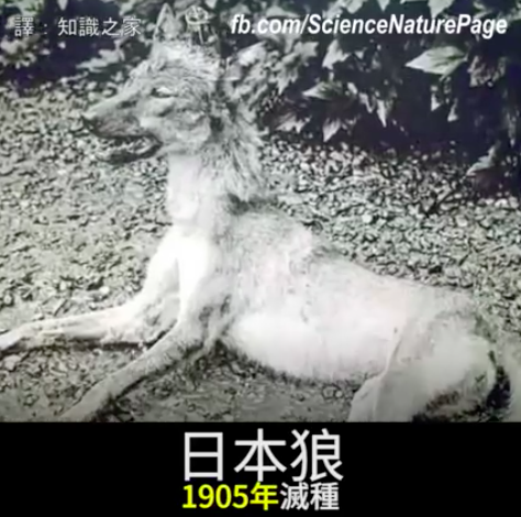 台灣雲豹已於14年確定絕種 你知道嗎 還有多少物種因為人