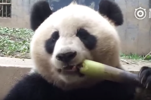 「到底是有多好吃？」熊貓吃竹子超級療癒～網友看完影片好餓：「大家來團購竹子！！」