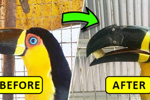大嘴鳥遭人惡劣打斷鳥喙，透過3D列印打造讓牠終於能好好吃上一頓飯...（圖+影片）