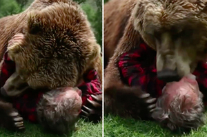 這隻大熊見人就撲倒索吻，竟還露出謎般表情！網友看了之後笑翻：這會讓人窒息吧XDD(圖+影)