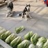 拜託自家二哈看好「白菜」，等回來後主人超崩潰...網友笑噴：「本來就不應該找二哈！」