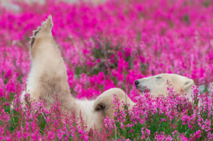 看到花海超開心，北極熊「花叢打滾抬腿」的超可愛畫面....真的讓看的人完全融化！