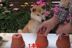 主人跟柴柴玩「猜飼料遊戲」之後，才知道警犬有多偉大...網友笑翻：「柴柴還是專心賣萌就好了」(影片)