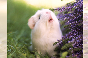 馬麻帶天竺鼠去賞花，結果他看到花的反應真的是讓網友邊笑邊融化啦！