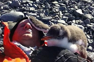 躺在南極地上睡個午覺，企鵝寶寶突然拜託我一件事....知道目的後真的融化啦！（影片）