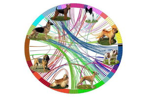 原來狗狗也有「家譜」！研究團隊發行原來世界上那麼多的品種，都來自「23個」不同譜系！