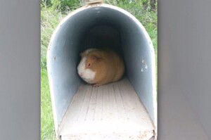 「我被丟掉了....」一早打開信箱發現裡面有小豚鼠，牠超悲傷的眼神.....真的讓人超級心疼！