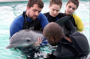 動人!獲救海豚終於重返大海懷抱與救援者溫馨告別 