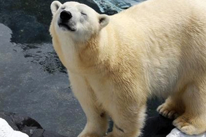 超感人！母北極熊因為失去20年的伴侶，最後竟然心碎而死.....網友看了不勝唏噓（淚）