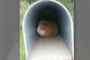 打開信箱發現一隻全身發抖的天竺鼠，經過調查才發現不是迷路...而是被惡意遺棄！