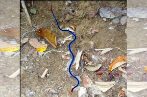 不要碰！本來看到一條鮮豔的藍色緞帶想帶回家，近看卻發現是百年一見的毒蛇！