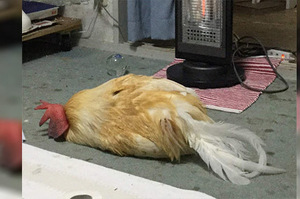 「躺久了會變烤雞的呀！！」這7組動物在冬天用暖爐取暖的照片...每一張都讓人替牠們緊張呀！