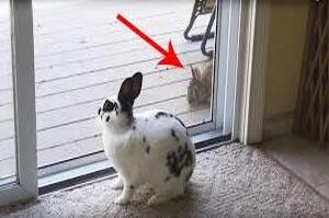 莫非這就是一見鍾情！浪跡天涯的野兔哥在門外看到兔女神的第一眼心就馬上淪陷了....