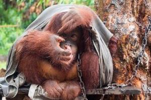 紅毛猩猩被鏈在樹上「兩年」，大雨中只有一件舊外套擋雨，痛苦的模樣讓人看了都想哭！
