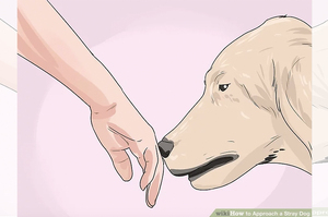 我想要幫助流浪狗該怎麼辦？這10個方法讓他卸下心防並與你建立友善的互動關係！
