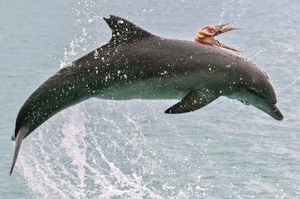 「出發救公主去～！」海豚跳出海面不停翻騰，背上竟然「騎」了一隻章魚？這是哪部童話故事？