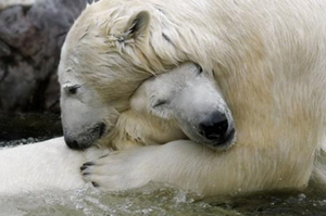 「你走了，我也活不了了」北極熊因為失去20年伴侶，最後竟然心碎而死...