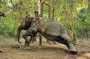 大象觀光產業的殘酷真相，在大象能開始接客前牠們遭受的殘酷待遇絕對讓人不敢想像...