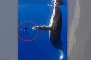 「潛水潛一潛，座頭鯨竟然肯跟我擊掌！」這些超會搭訕人的海洋生物...每一隻都讓人眼睛噴愛心！（多影片）