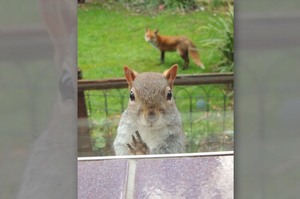 「拜託！請開門讓我進去！」發現自己被心懷不軌的狐狸跟蹤...聰明的小松鼠敲門向人類求救！