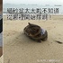 喵星人第一次來到沙灘卻有了恐慌症！？原來是...喵：「選擇太多啦不知道從哪裡開始尿尿QQ」