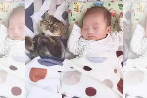 「我家的喵星人本來一直對Baby哈氣...」這天網友煮完飯發現喵星人和Baby一起睡著了....喵喵和Baby的照片真的讓人覺得超溫馨！