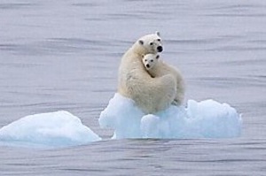 「馬麻，我們家好像越來越小了....」冰川融化讓北極熊無家可歸的畫面...真的讓人超級震驚！