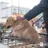 老人推著三輪車當街叫賣黃金獵犬「剝皮現宰」！民眾痛心看不下去，決定合資出錢救狗！